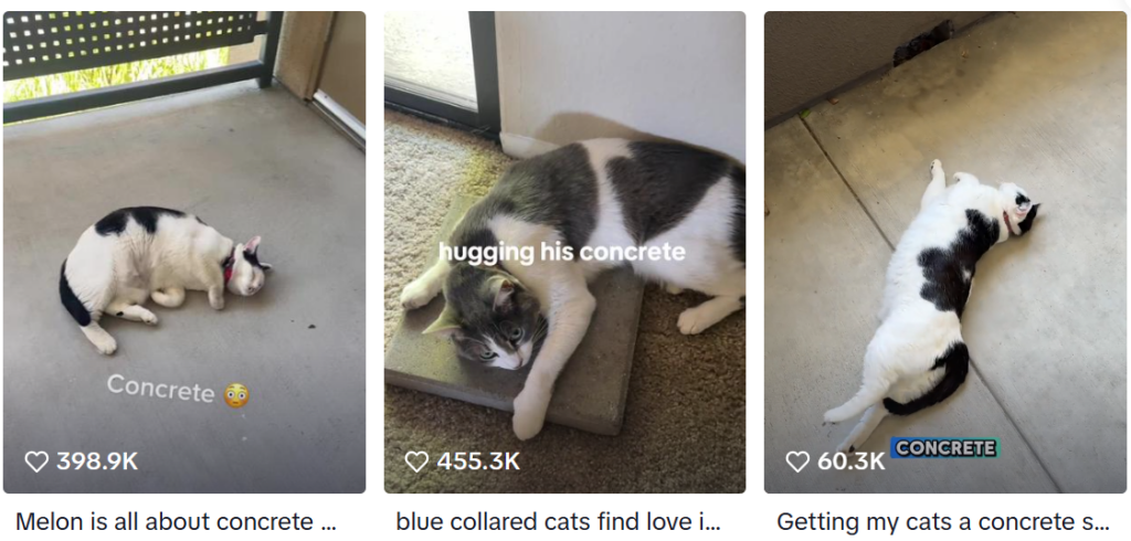 反常识宠物爆款